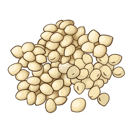 Illustration for Amaranth Seeds Colored Detailed Illustration. Vector isolated for design or decoration. - Royalty Free Image
