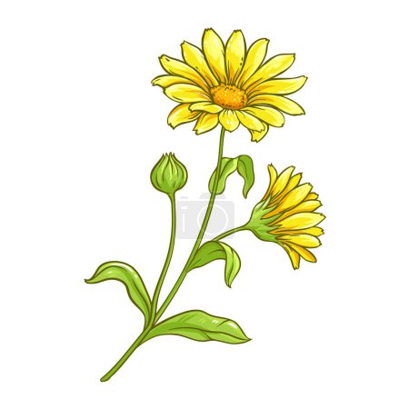 Arnica Plant with Flowers and Leaves Colored Detailed Illustration. Vector isolated for design or decoration.
