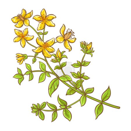 Illustration for Tutsan Plant with Flowers and Leaves Colored Illustration. Natural organic ingredient for cosmetics, spa, aromatherapy, health care, alternative medicine. Vector isolated for design or decoration. - Royalty Free Image