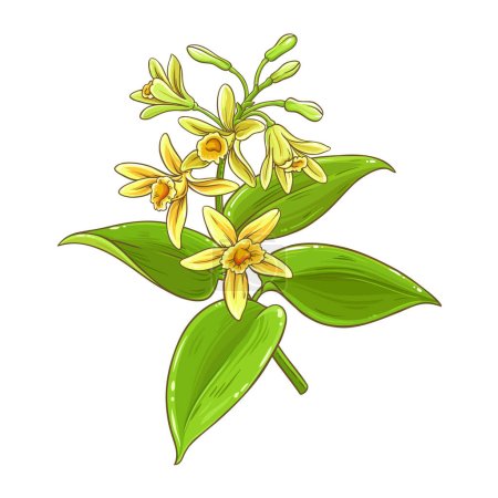 Vanilla Branch with Flowers and Leaves Colored Illustration. Essential oil ingredient for cosmetics, spa, aromatherapy, health care, aromatic spice. Vector isolated for design or decoration.