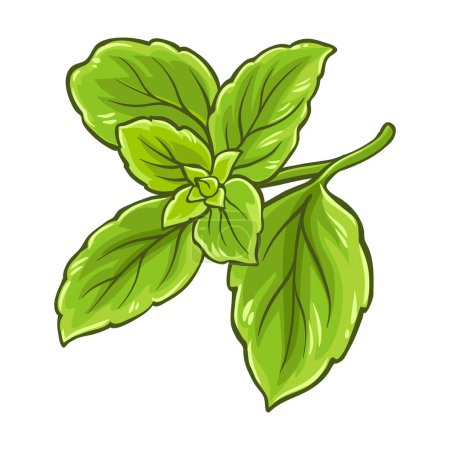 Green Basil Branch with Leaves Colored Illustration. Essential oil ingredient for aromatherapy. Organic nutritional food ingredient, vegetarian diet product. Vector isolated for design or decoration.