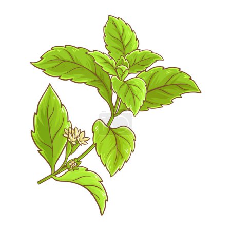 Stevia-Zweigpflanze mit Blüten und Blättern farbige Abbildung. Natürlicher Süßstoff für das Gesundheitswesen, Zuckerersatz. Nahrungsergänzungsmittel. Vektor isoliert für Design oder Dekoration.