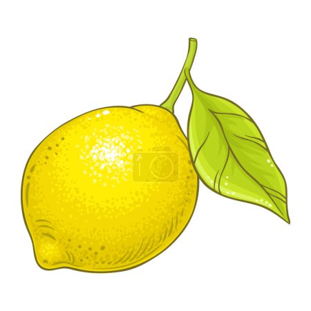 Zitronenfrucht farbige Detailillustration. Natürliche biologische und gesunde Nahrungsmittelzutat, vegetarisches Diätprodukt. Vektor isoliert für Design oder Dekoration.