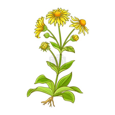 Plante d'arnica avec des fleurs et des feuilles colorées Illustration détaillée. Vecteur isolé pour design ou décoration.