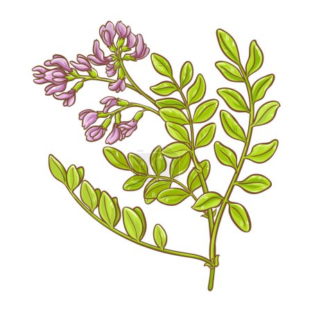 Astragalus Pflanze mit Blumen Farbige Detailillustration. Vektor isoliert für Design oder Dekoration.