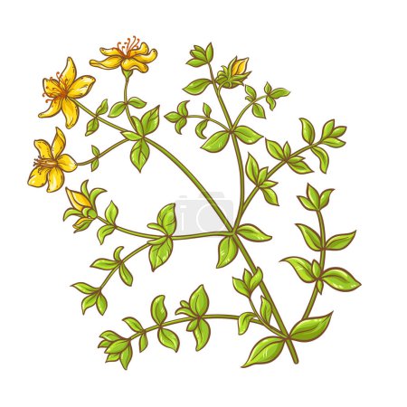 Illustration for Tutsan Plant with Flowers and Leaves Colored Detailed Illustration. Natural organic ingredient for cosmetics, aromatherapy, health care, alternative medicine. Vector isolated for design or decoration. - Royalty Free Image