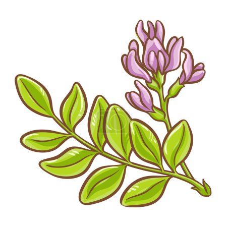 Astragalus-Zweigpflanze mit Blumen farbige Detailillustration. Vektor isoliert für Design oder Dekoration.
