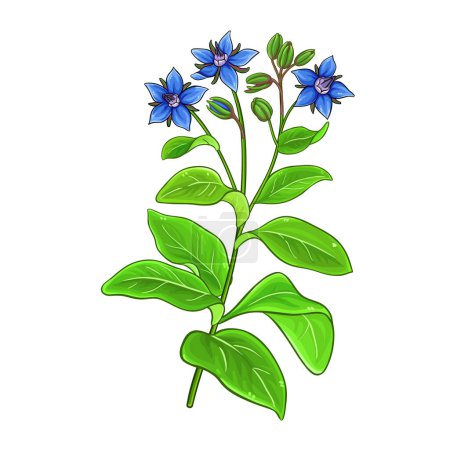 Borage Plant and Leaves Colored Detailed Illustration. Vector isolated for design or decoration.