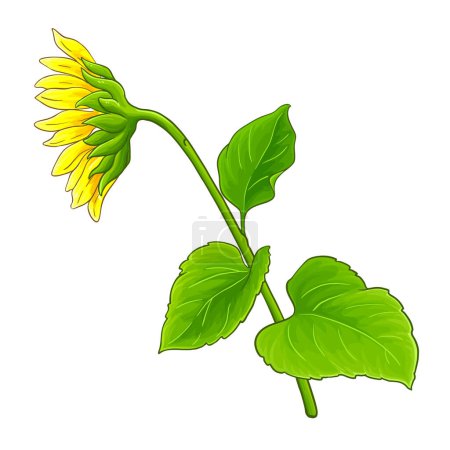 Sonnenblumenpflanze mit Blüte und Blättern farbige Detailillustration. Natürliche biologische und gesunde Nahrungsmittelzutat, vegetarisches Diätprodukt. Vektor isoliert für Design oder Dekoration.