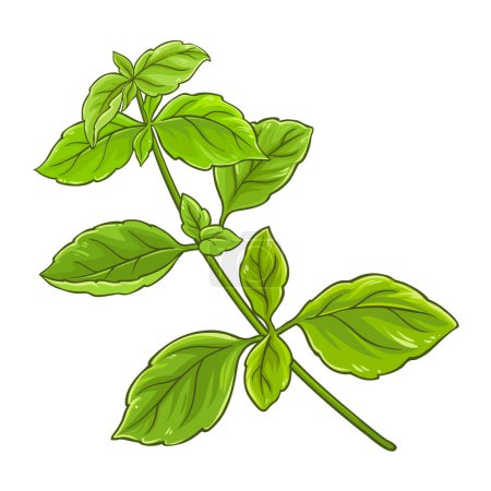 Branche de basilic vert avec des feuilles colorées Illustration détaillée. Ingrédient alimentaire sain nutritionnel naturel biologique, produit alimentaire végétarien. Vecteur isolé pour design ou décoration.