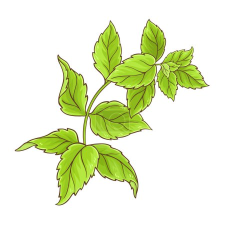 Peppermint Branch Leaves Colored Detailed Illustration. Essential oil ingredient for cosmetics, aromatherapy, health care.. Organic natural aromatic herb. Vector isolated for design or decoration.