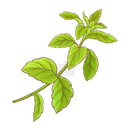 Stevia-Zweigpflanze mit farbigen Blättern Detaillierte Illustration. Natürliche Süßstoffe für das Gesundheitswesen. Vektor isoliert für Design oder Dekoration.