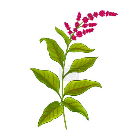 Amarante plante avec des fleurs et des feuilles colorées Illustration détaillée. Vecteur isolé pour design ou décoration.