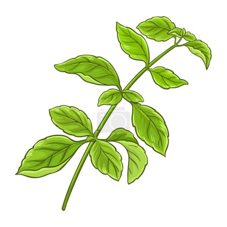 Grüner Basilikumzweig mit farbigen Blättern Detaillierte Illustration. Natürliche biologische und gesunde Nahrungsmittelzutat, vegetarisches Diätprodukt. Vektor isoliert für Design oder Dekoration.