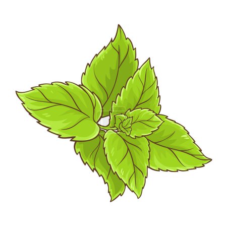 Peppermint Branch Leaves Colored Detailed Illustration. Organic natural aromatic herb. Vector isolated for design or decoration.