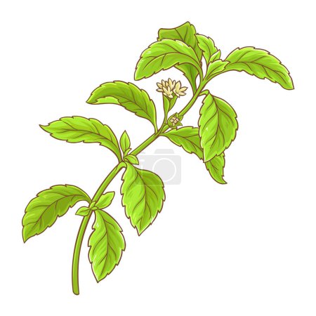Stevia Branch with Flowers and Leaves Colored Detailed Illustration. Natural sweetener for health care, sugar substitute. Organic dietary supplement. Vector isolated for design or decoration.