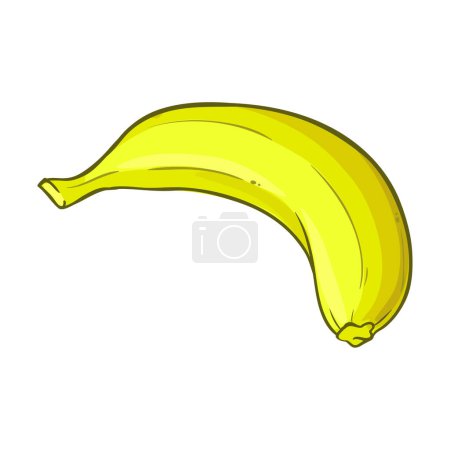 Bananenfrucht farbige Detailillustration. Natürliche biologische und gesunde Nahrungsmittelzutat, vegetarisches Diätprodukt. Vektor isoliert für Design oder Dekoration.