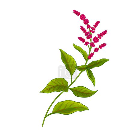 Amaranth-Pflanze mit Blüten und Blättern farbige Detailillustration. Vektor isoliert für Design oder Dekoration.