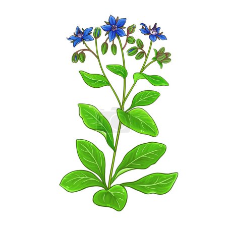 Borage Plant and Leaves Colored Detailed Illustration. Vector isolated for design or decoration.