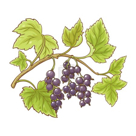 Schwarze Johannisbeere Zweig mit Beeren und Blättern farbige Detailillustration. Natürliche biologische und gesunde Nahrungsmittelzutat, vegetarisches Diätprodukt. Vektor isoliert für Design oder Dekoration.