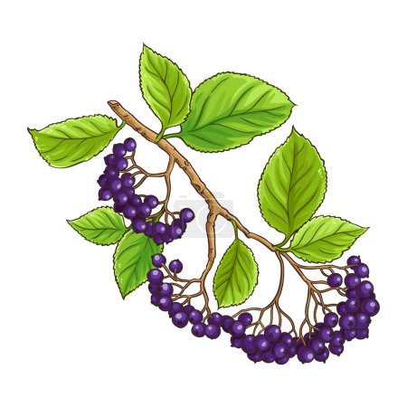 Black Rowan Branch with Berries Colored Detailed Illustration. Organic natural nutritional healthy food ingredient, vegetarian diet product. Vector isolated for design or decoration.