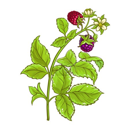 Branche de Boysenberry avec des fleurs et des baies Illustration détaillée colorée. Ingrédient alimentaire sain nutritionnel naturel biologique, produit alimentaire végétarien. Vecteur isolé pour design ou décoration.