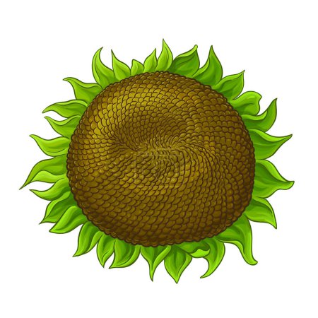 Sonnenblume mit Samen farbige Detaillierte Illustration. Natürliche biologische und gesunde Nahrungsmittelzutat, vegetarisches Diätprodukt. Vektor isoliert für Design oder Dekoration.