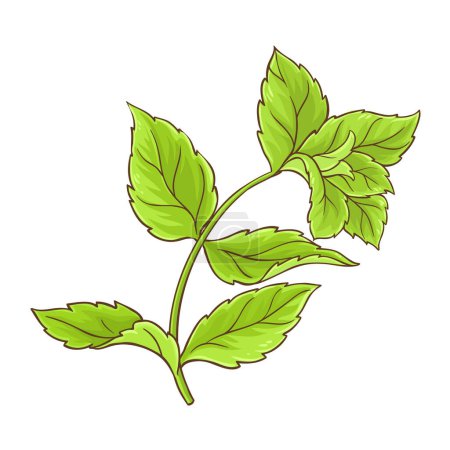 Peppermint Branch Colored Detailed Illustration. Essential oil ingredient for cosmetics, spa, aromatherapy. Organic natural aromatic herb. Vector isolated for design or decoration.