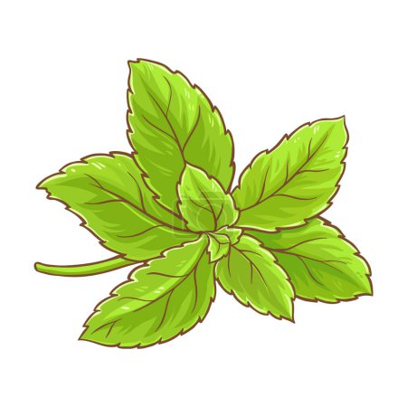 Stevia Branch Plant avec des feuilles colorées Illustration détaillée. Édulcorant naturel pour les soins de santé. Alimentation végétarienne saine et nutritionnelle biologique. Vecteur isolé pour design ou décoration.