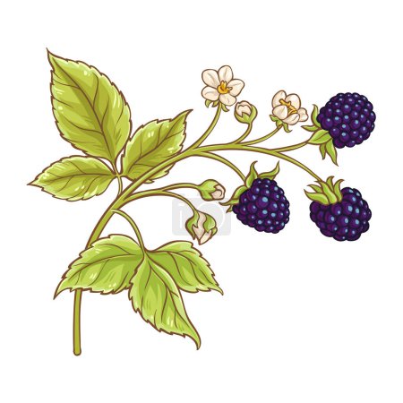 Blackberry Branch mit Blumen und Beeren farbige Detailillustration. Natürliche biologische und gesunde Nahrungsmittelzutat, vegetarisches Diätprodukt. Vektor isoliert für Design oder Dekoration.