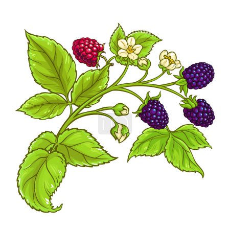 Boysenberry Branch mit Blumen und Beeren farbige Detailillustration. Natürliche biologische und gesunde Nahrungsmittelzutat, vegetarisches Diätprodukt. Vektor isoliert für Design oder Dekoration.