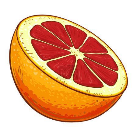 Blood Orange Fruit Colored Detailed Illustration. Organic natural nutritional healthy food ingredient, vegetarian diet product. Vector isolated for design or decoration.