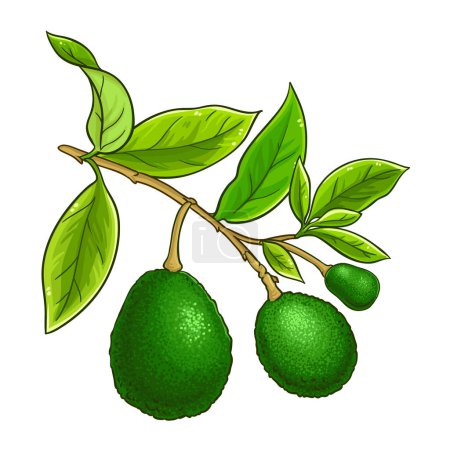Avocadozweig mit Früchten und Blättern farbige Detailillustration. Natürliche biologische und gesunde Nahrungsmittelzutat, vegetarisches Diätprodukt. Vektor isoliert für Design oder Dekoration.