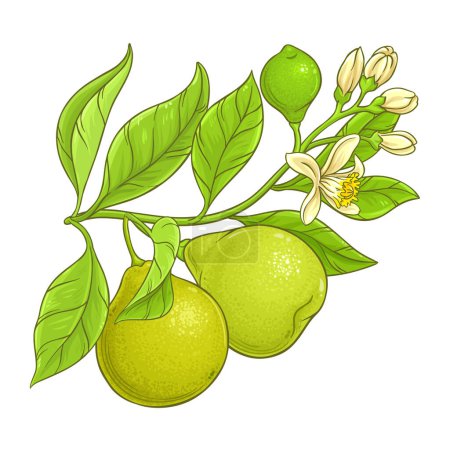 Bergamotte Zweig mit Früchten und Blumen farbige Detailillustration. Natürliche biologische und gesunde Nahrungsmittelzutat, vegetarisches Diätprodukt. Vektor isoliert für Design oder Dekoration.