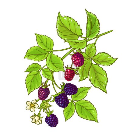 Branche de Boysenberry avec des fleurs et des baies Illustration détaillée colorée. Ingrédient alimentaire sain nutritionnel naturel biologique, produit alimentaire végétarien. Vecteur isolé pour design ou décoration.