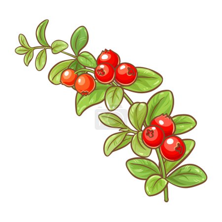 Cranberry Branch with Berries and Leaves Colored Detailed Illustration. Organic natural nutritional healthy food ingredient, vegetarian diet product. Vector isolated for design or decoration.