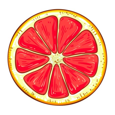 Grapefruit Fruit Farbige Detailillustration. Natürliche biologische und gesunde Nahrungsmittelzutat, vegetarisches Diätprodukt. Vektor isoliert für Design oder Dekoration.