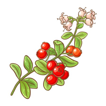 Cranberry Branch with Flowers, Berries and Leaves Colored Detailed Illustration. Organic natural nutritional healthy food ingredient, vegetarian diet product. Vector isolated for design or decoration.