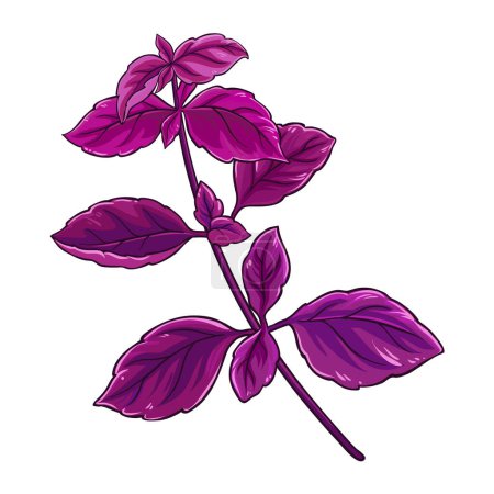 Purple Basil Branch with Leaves Colored Illustration. Essential oil ingredient for aromatherapy. Organic natural nutritional ingredient, vegetarian diet product. Vector isolated for design.