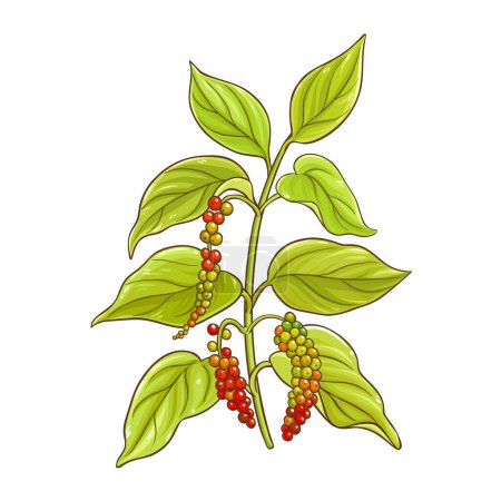 Black Pepper Branch Colored Detailed Illustration. Vector isolated for design or decoration.