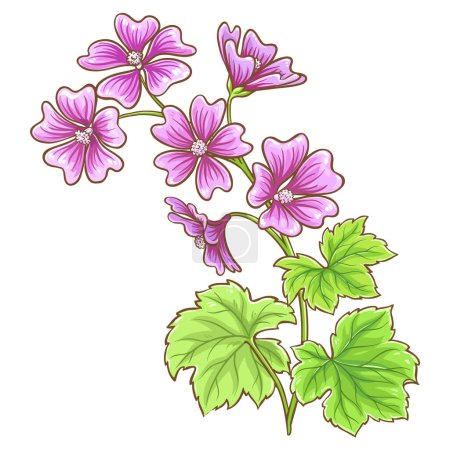 Plante Malva avec des fleurs et des feuilles colorées Illustration détaillée. Vecteur isolé pour design ou décoration.
