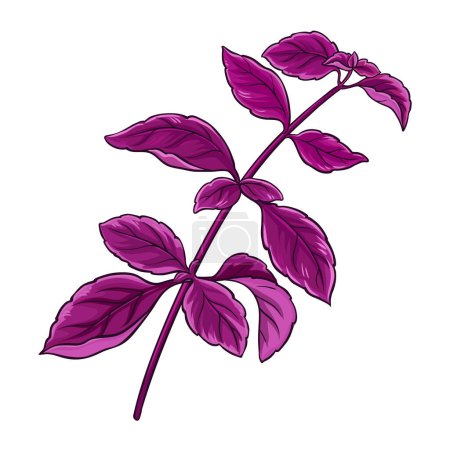 Planta de albahaca púrpura. Rama con hojas de color ilustración detallada. Ingrediente de aceite esencial para aromaterapia. Ingrediente alimenticio orgánico saludable, producto dietético vegetariano. Vector aislado para el diseño.