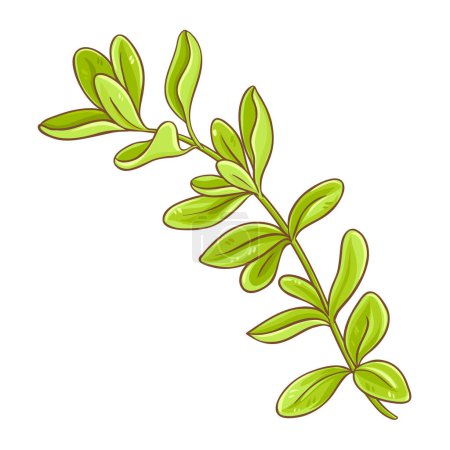 Illustration for Marjoram Branch with Leaves Colored Detailed Illustration. Organic natural nutritional healthy food ingredient, vegetarian diet product. Vector isolated for design or decoration. - Royalty Free Image