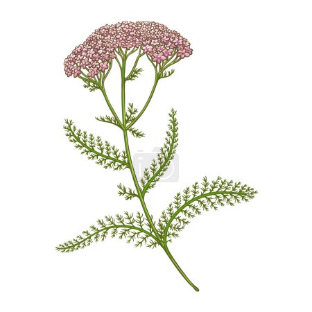 Milfoil Plant with Flowers Leaves Colored Detailed Illustration. Vector isolated for design or decoration.