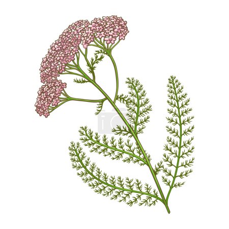 Illustration for Milfoil Plant with Flowers Leaves Colored Detailed Illustration. Vector isolated for design or decoration. - Royalty Free Image
