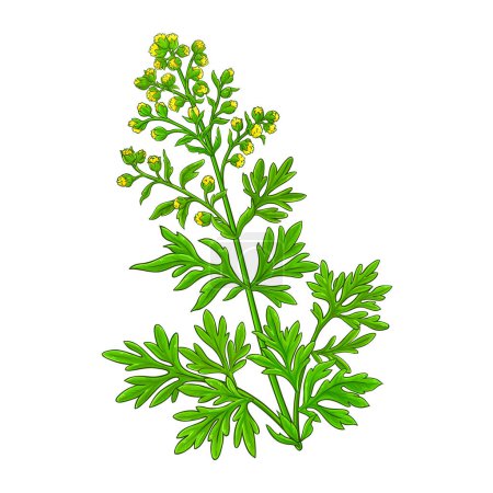 Wormwood Plant with Flowers and Leaves Colored Detailed Illustration. Vector isolated for design or decoration.
