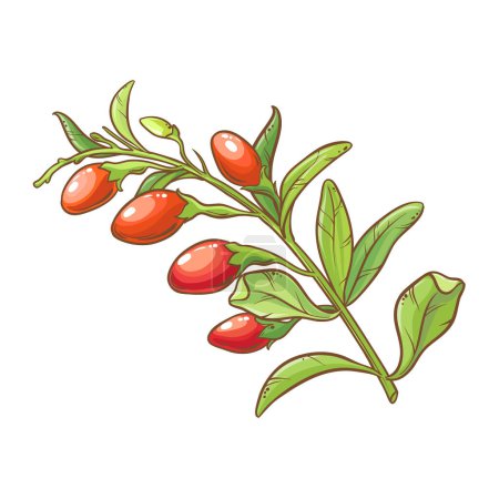 Goji-Zweig mit Blumen, Beeren und Blättern, farbige Detailillustration. Natürliche biologische und gesunde Nahrungsmittelzutat, vegetarisches Diätprodukt. Vektor isoliert für Design oder Dekoration.