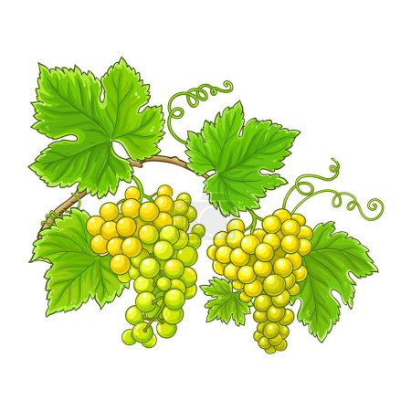 Rama de uvas con bayas y hojas de color Ilustración detallada. Ingrediente alimenticio saludable natural orgánico, producto dietético vegetariano. Vector aislado para diseño o decoración.