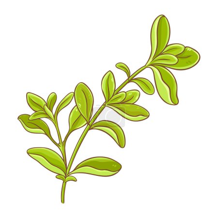 Branche de marjolaine avec des feuilles colorées Illustration détaillée. Ingrédient alimentaire sain nutritionnel naturel biologique, produit alimentaire végétarien. Vecteur isolé pour design ou décoration.