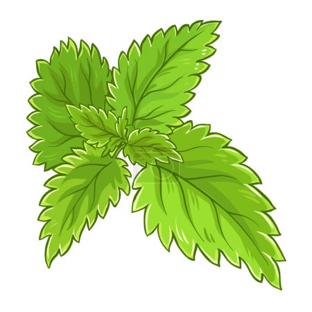 Illustration for Nettle Branch with Leaves Colored Detailed Illustration. Vector isolated for design or decoration. - Royalty Free Image